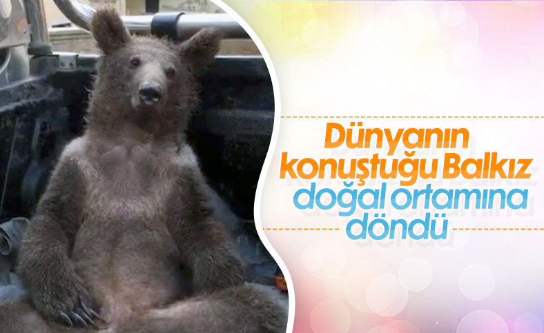 Düzce'de bal komasına giren ayı yuvasına döndü