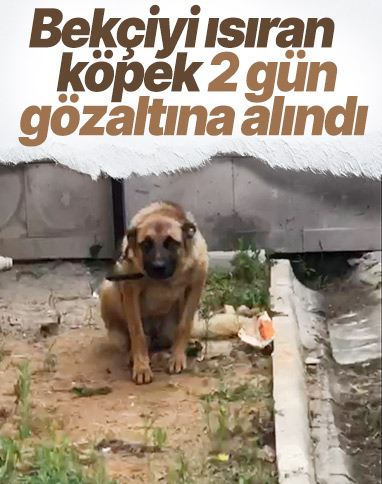 Trabzon'da, bekçiyi ısıran köpek gözaltına alındı