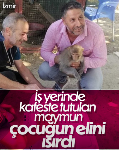 İzmir'deki hint maymunu minik kızın elini ısırdı