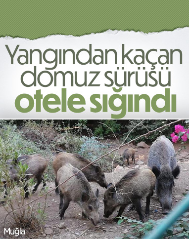 Muğla'da orman yangınından kaçan domuz sürüsü otelde karnını doyurdu