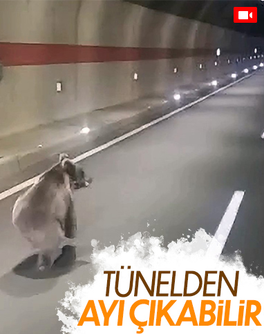 Gümüşhane’de ‘kestirme olsun’ diye tüneli kullanan uyanık ayı