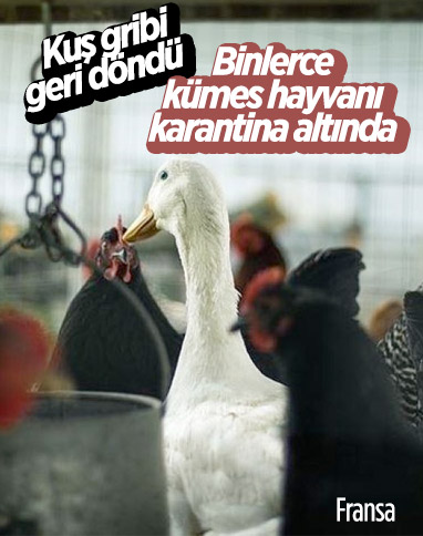 Fransa'da kuş gribi: 5 binden fazla beldede kümes hayvanları karantinaya alındı
