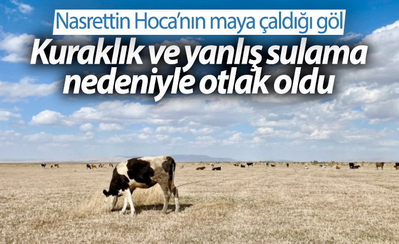 Kuruyan Akşehir Gölü'nde artık hayvanlar otluyor