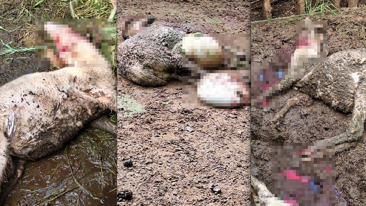 Denizli’de kurt, kurbanlık kuzuları telef etti Denizli’de kurt, kurbanlık kuzuları telef etti
