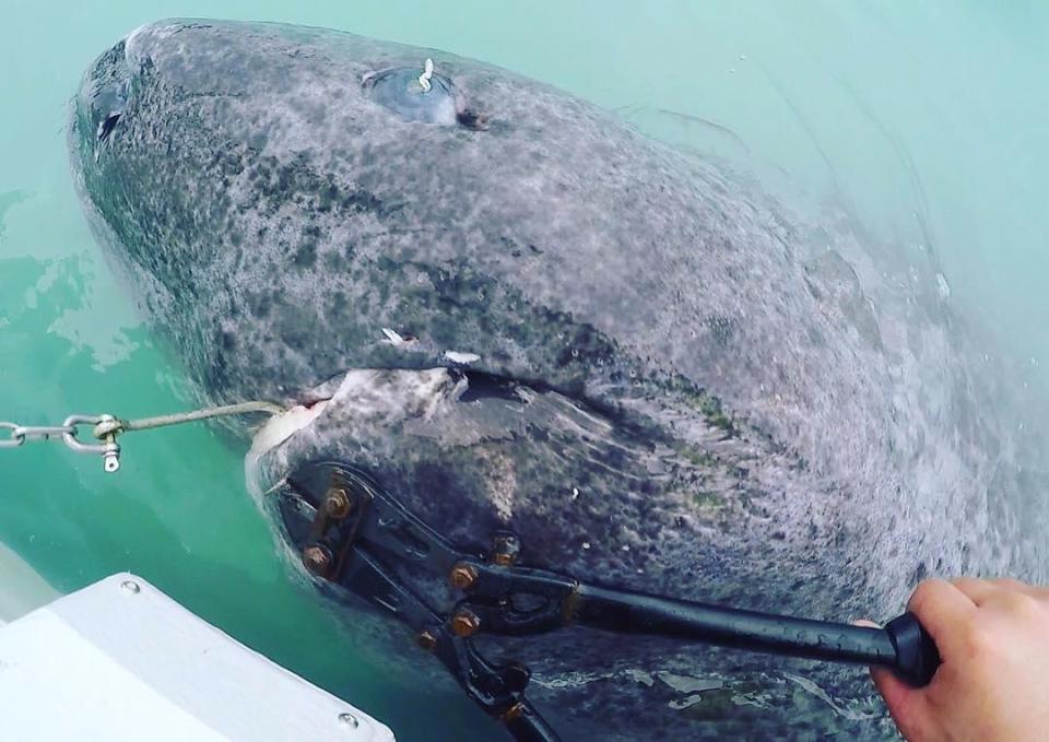 Dünyanın en yaşlı köpek balığı Atlas Okyanusu'nda bulundu