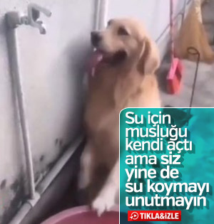 Su içmek için musluğu açan köpek