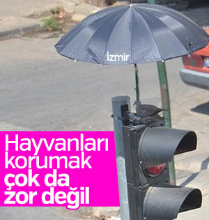 Kumru yuvasına şemsiyeli koruma