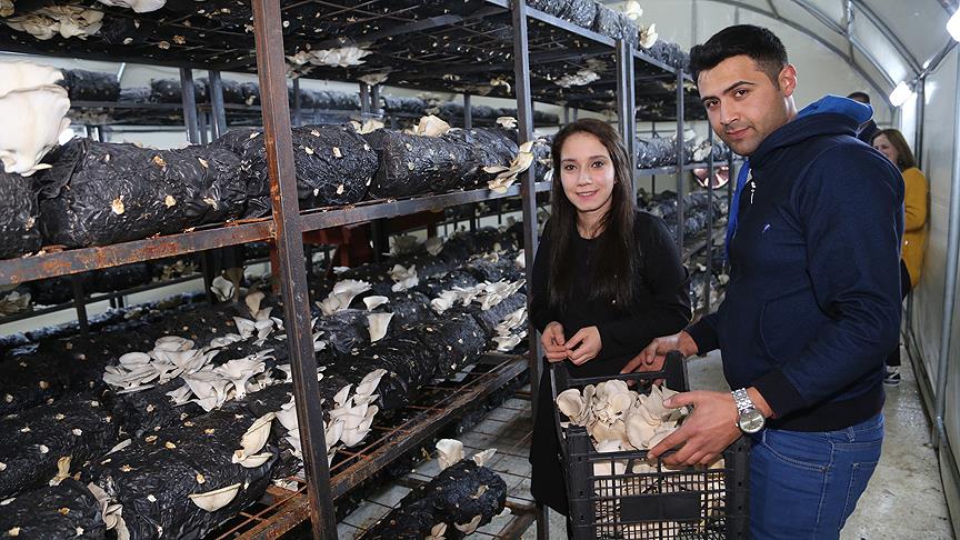 İstiridye mantarı için İstanbul'dan köylerine döndüler