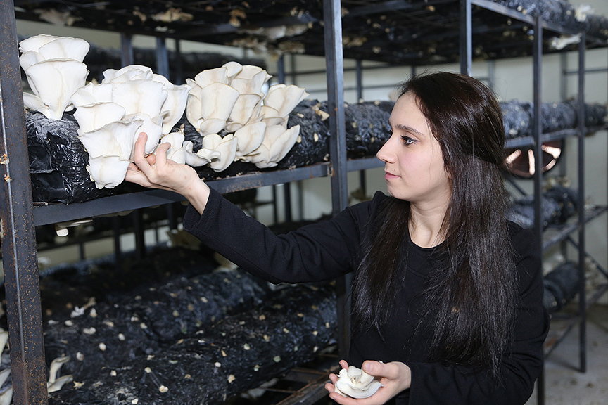 İstiridye mantarı için İstanbul'dan köylerine döndüler