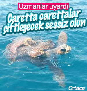 Carettalar için uzmanlardan sessizlik uyarısı