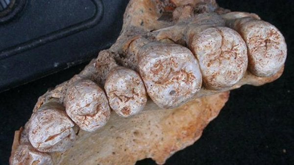 175 bin yıllık çene kemiği bulundu