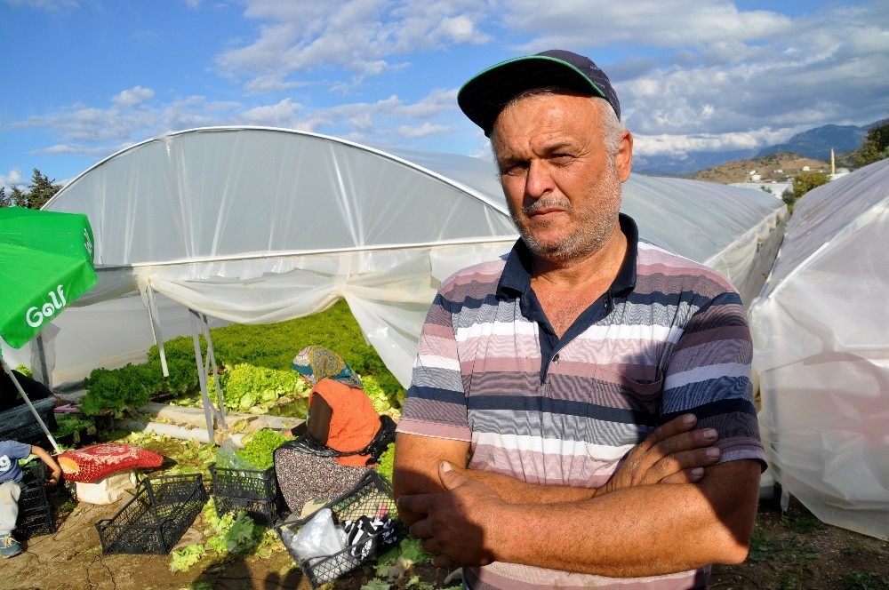 Gölete çevirdiği serada maruldan servet kazanıyor