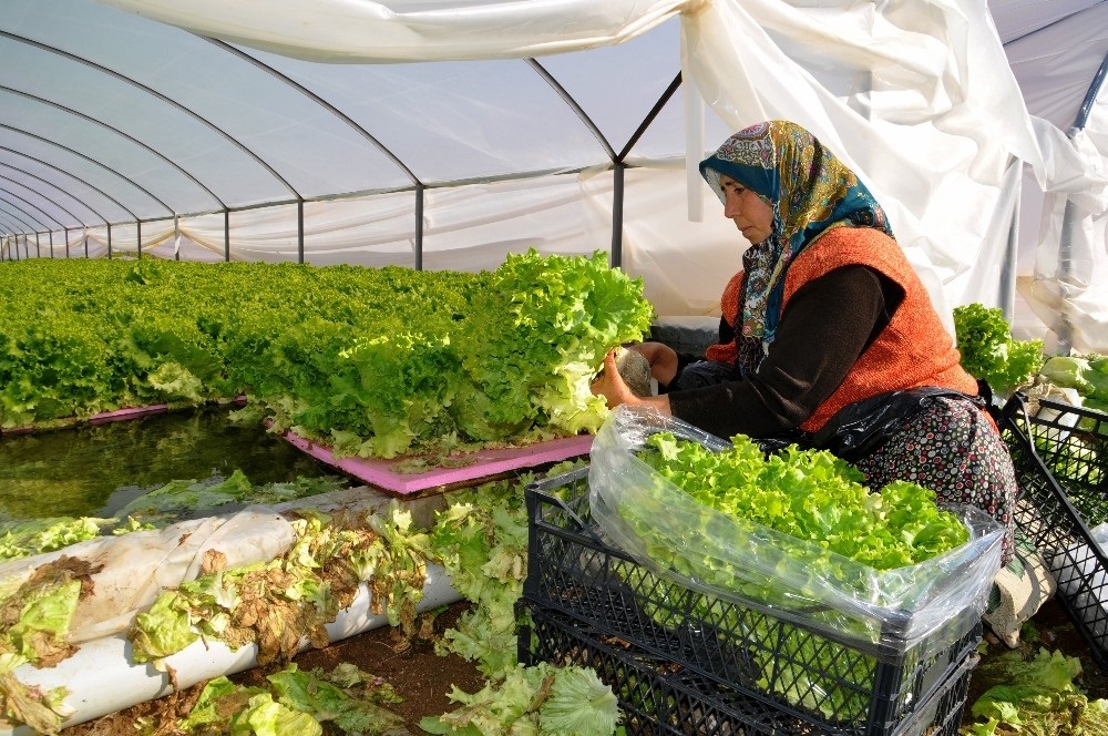 Gölete çevirdiği serada maruldan servet kazanıyor