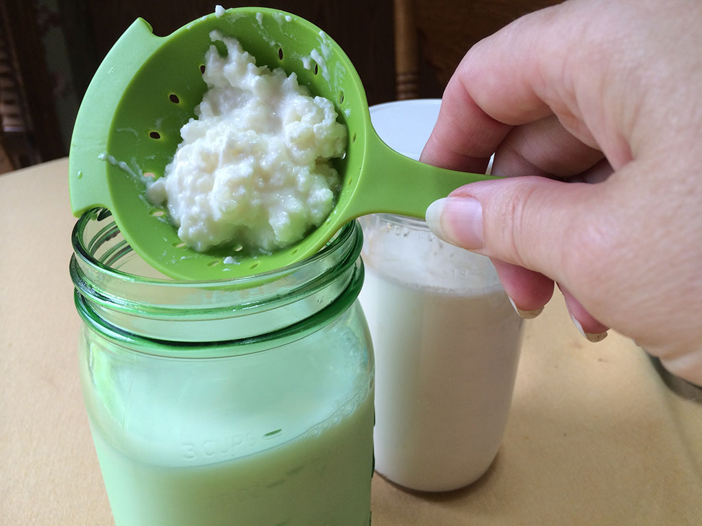 Kefir Taneleri Nasıl Saklanır Kefir Taneleri Nasıl Saklanır