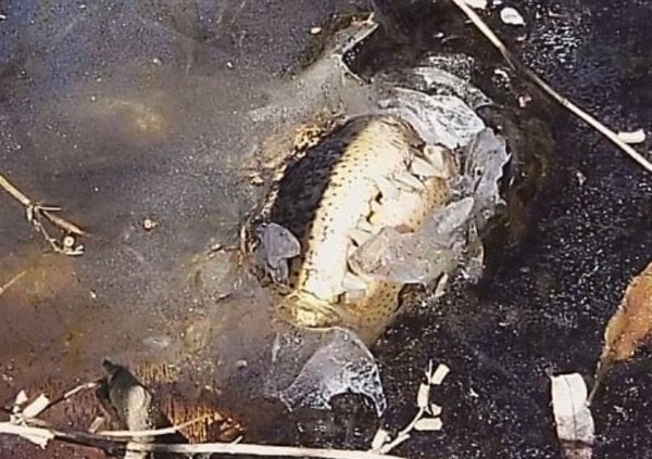 ABD'de timsahlar donan nehirde hayatta kaldı