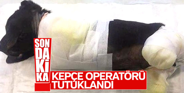 Yavru köpeğin ölümüne neden olan kişi tutuklandı