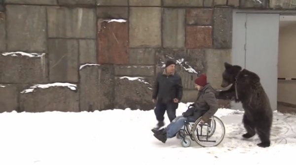 Rusya'da engelli genç ile ayının muhteşem dostluğu