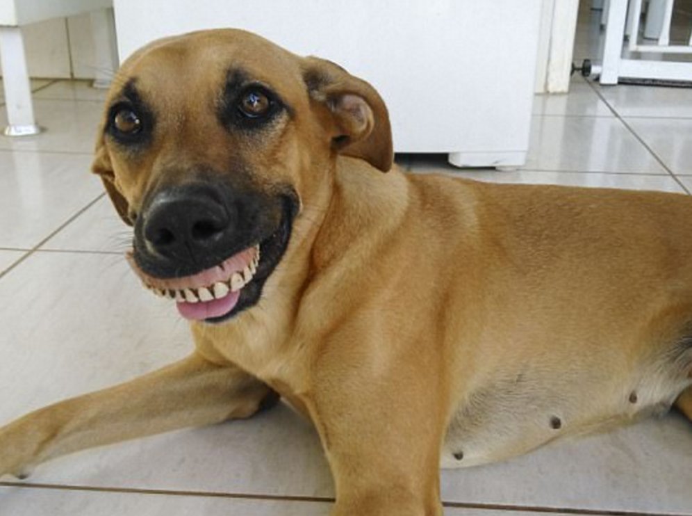 malatya köpek saldırısı