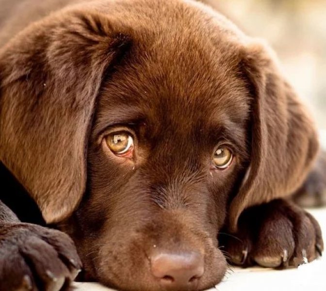 Bu ilk 10 sıradaki köpekler komutları genelde 5 defa söylenmeyle anlayıp uygulayabilmektedir.