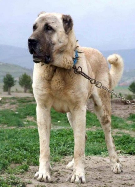 Kangal köpeği özel ırk olarak kabul edildi