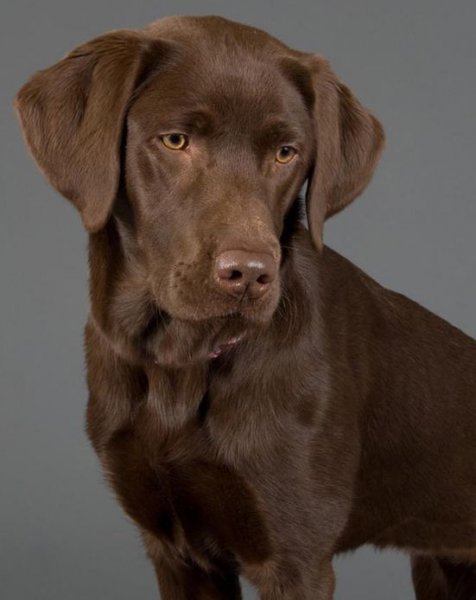 Tabi bunun için azda olsa köpek beslemiş biri olmanız gerekebilmektedir ama bu şart değildir.