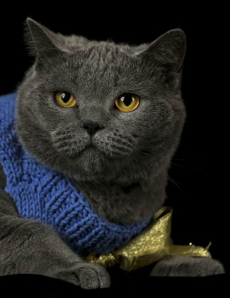 British Shorthair cinsi