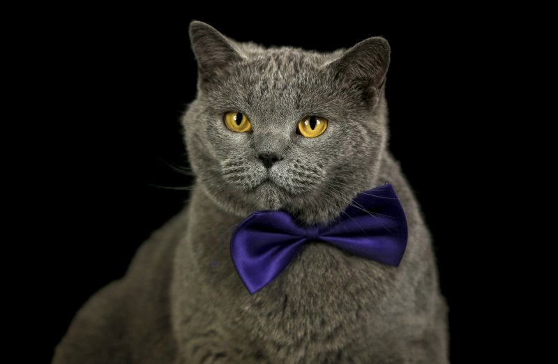 British Shorthair cinsi