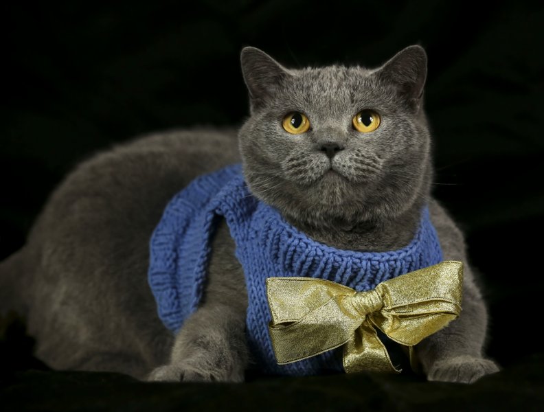 British Shorthair cinsi