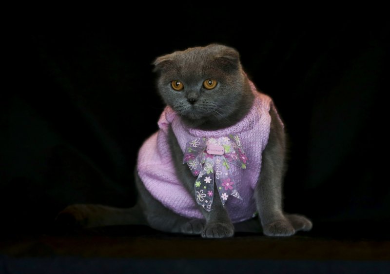 Scottish Fold cinsi