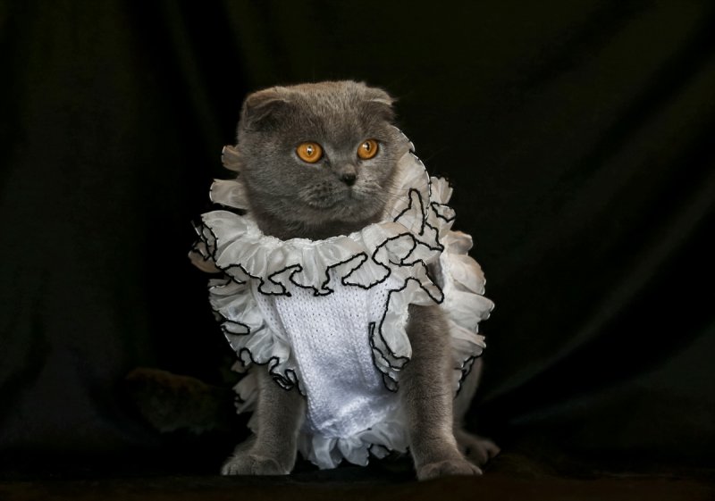 Scottish Fold cinsi