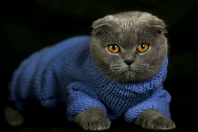 Scottish Fold cinsi