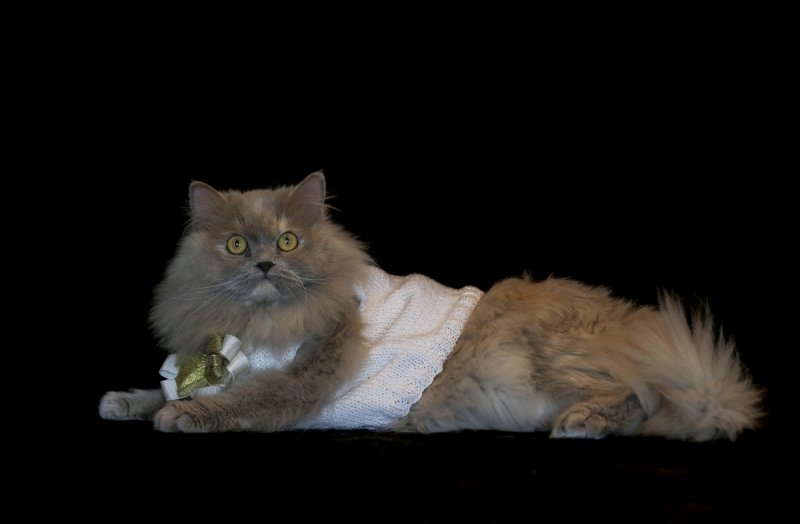 British İran kırması Çakıl adlı kedi de sahibinin tasarladığı kıyafetlerle sempatik görüntüler ortaya çıkardı.