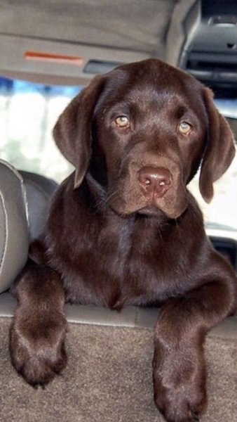 Labrador ırkı ortalama olarak 10-13 yıl yaşama ömrüne sahip bir ırktır.