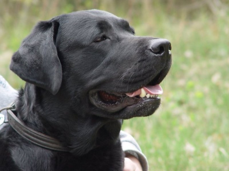 Labradorlarda çok güçlü bir boyun yapısı vardır o nedenle tasmayı çekmeden ilerlemesi sağlanmalıdır ona göre eğitim aldırmanız önemlidir.