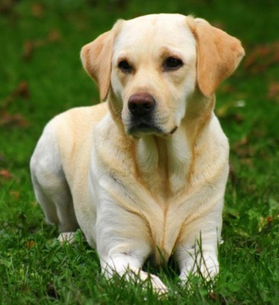 Labrador Özellikleri ile esas görevi vurulan avları getirme, azda olsa bekçi köpeği olarak kullananlar vardır, körler ve sakatlara rehberlik yapan köpek, arama kurtarma işlemlerini yapabilmesi gibi birçok özelliğe sahip bir ırktır.