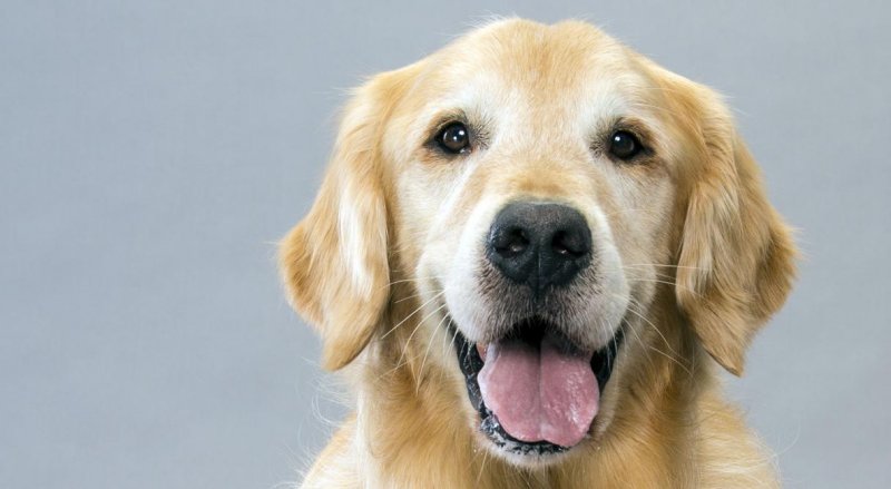Çünkü bir köpeği canavara dönüştürenler de insanlar, bunun bilincinde olmalıyız..