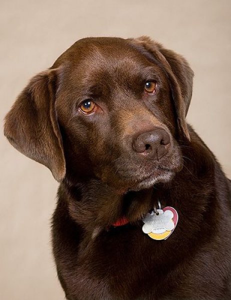 Labrador özellikleri ile oldukça sabırlı ve duygusal eğilimli bir köpek cinsidir.