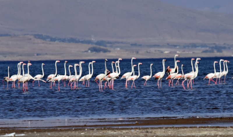 Van Gölü Havzası, flamingolar için İran ile Afrika ülkeleri arasındaki göç güzergahında bulunan önemli konak yerlerinin başında geliyor.