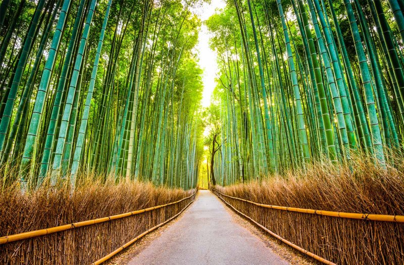 Sagano Bambu Ormanı - Japonya - Bambu ormanı 500 metrelik yürüyüş yolu ve bambu ağaçlarıyla kaplıdır. Sagano Bambu ormanındaki rüzgar sesi Japonlar tarafından Japonya’yı tanımlayan en karakteristik 100 ses içine alınmıştır.
