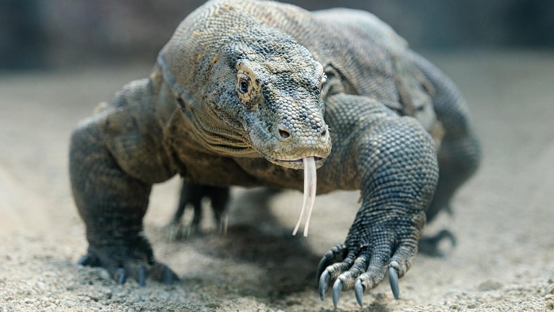 Komando ejderi - Komando ejderi, dünyanın en büyük kertenkelesidir. 3 metre uzunluğa sahiptirler. Ortalama ağırlıkları 70 kiloya kadar çıkar.