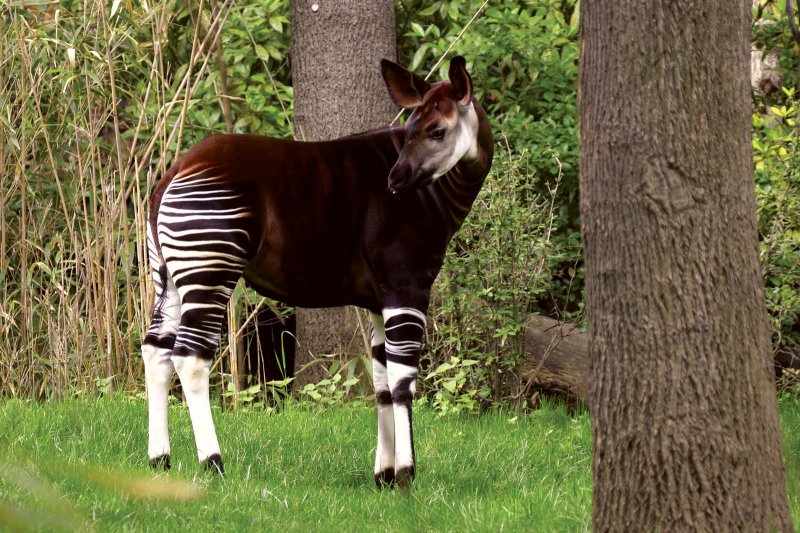 Okapi - Okapiler daha çok zürafayı andıran çizgilere sahiptirler. Orta Afrika'da yaşayan Okapiler 2,5 metre uzunluğa sahiptir. Okapilerin en ilginç başka bir başka özelliği ise dillerinin koyu mavi renkte olmasıdır.