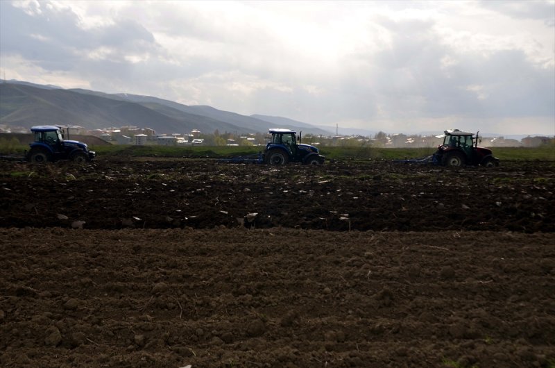Pancarın ardından buğday, arpa ve yulaf gibi ürünleri ekeceğiz.
