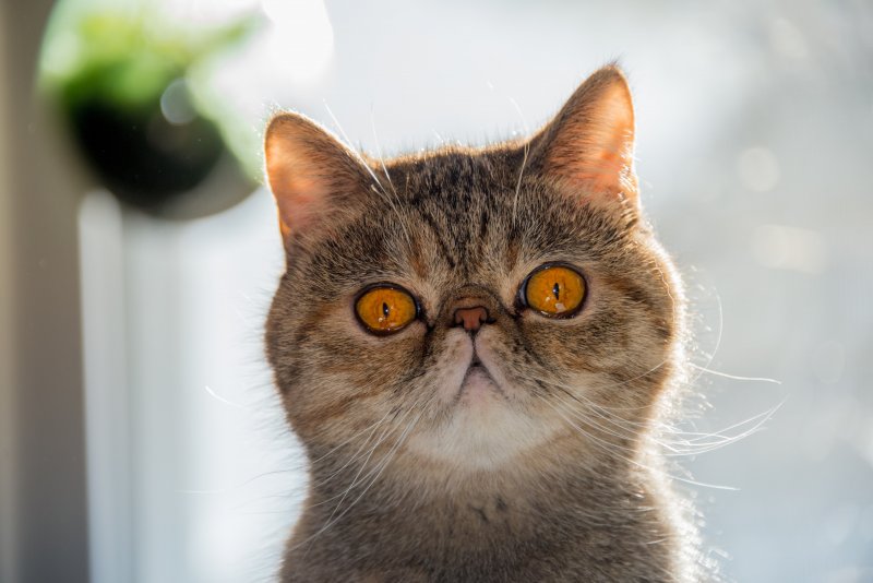 Exotic Shorthair - İran kedisiyle American Shorthair kırması bir kedi ırkı olan bu tür, oldukça oyuncu ve pahalı bir türdür.