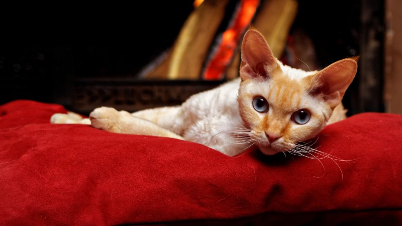 Devon Rex - Tüm Rex ırkları gibi canlı ve sevecen olan bu tür, doğumundan 6 ay sonra ergenliğe ulaşır. Kulakları oldukça büyük olduğu için Devon Rex'lerin sık sık kontrole götürülmesi gerekir.