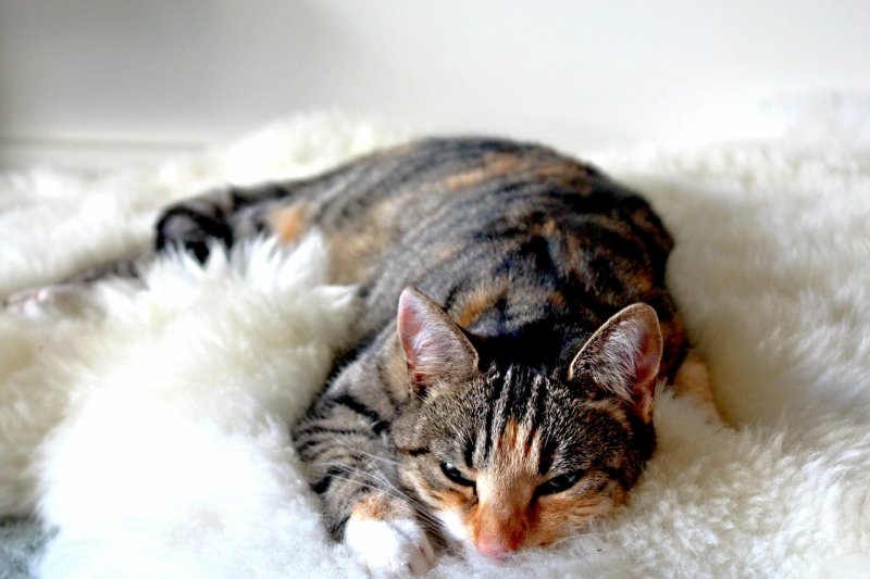 American Curl - Akılcı sezgilere ve duyarlı, asil bir kişiliğe sahip olan bu tür, 2 veya 3 yılda çocukluktan ergenliğe geçer. Parlak, yumuşak ve ipeksi tüylere sahiptir.