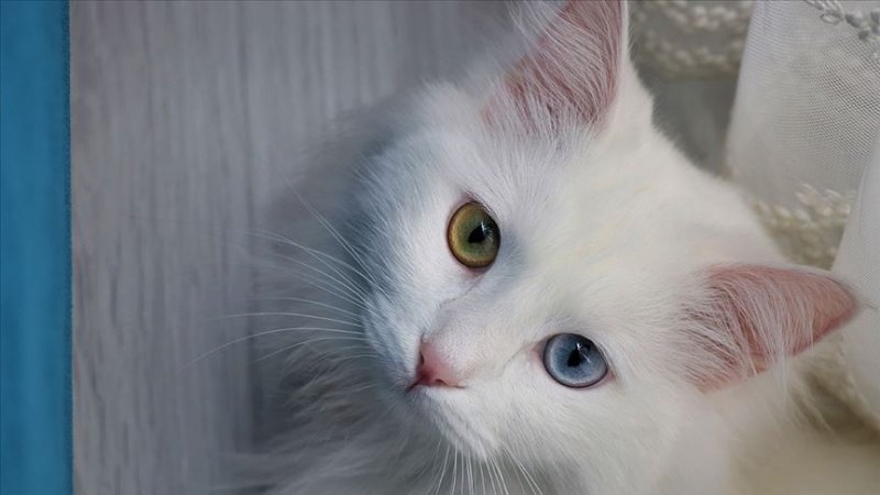 Van Kedisi - Zeki, canlı ve insana bağlı yapısıyla sahibiyle güzel vakit geçirebilen bu türün iki gözünün birbirinden farklı renkte olması dikkat çeker. Tüyleri, Ankara Kedisi'ne oranla daha kısadır.