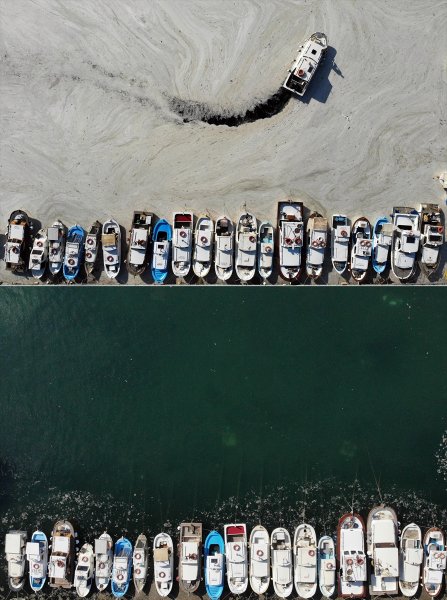 Yalova'da kent merkezi, Altınova, Topçular Feribot İskelesi, Çınarcık, Esenköy, Armutlu müsilajdan arındırıldı.