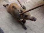 Mersin'de apartmana kaçan domuzu yakaladılar