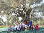 3 bin 200 yıllık zeytin ağacının hasadı yapıldı