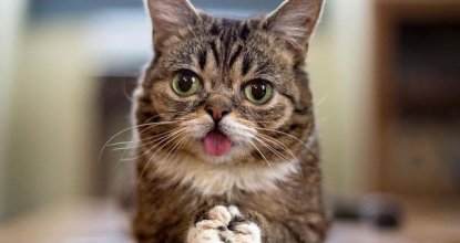 Dünyanın en ünlü kedisi Lil Bub'ın 2 milyon takipçisi bulunuyor
